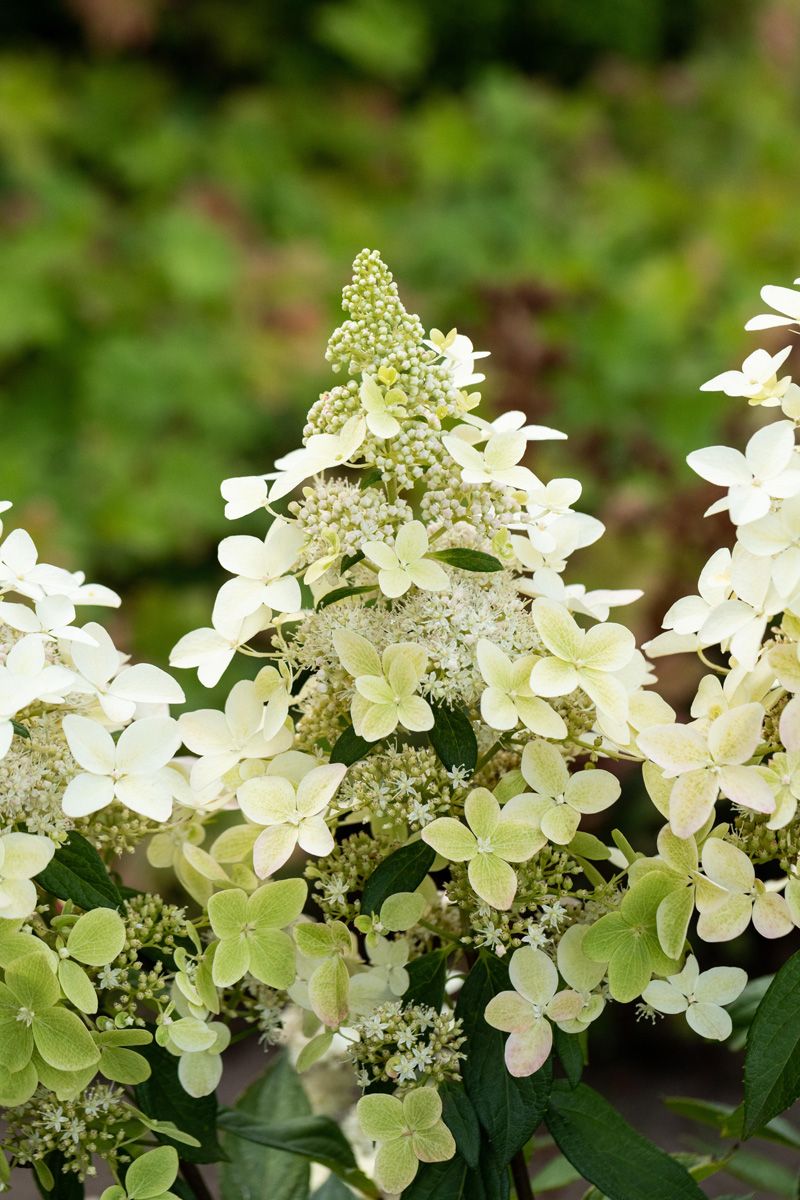 Rispenhortensie Confetti®