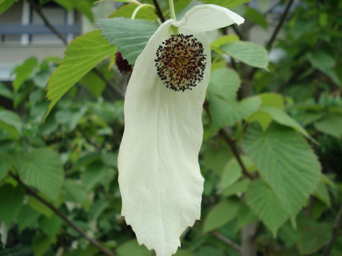 Taschentuchbaum, Taubenbaum Taschentuchbaum, Taubenbaum