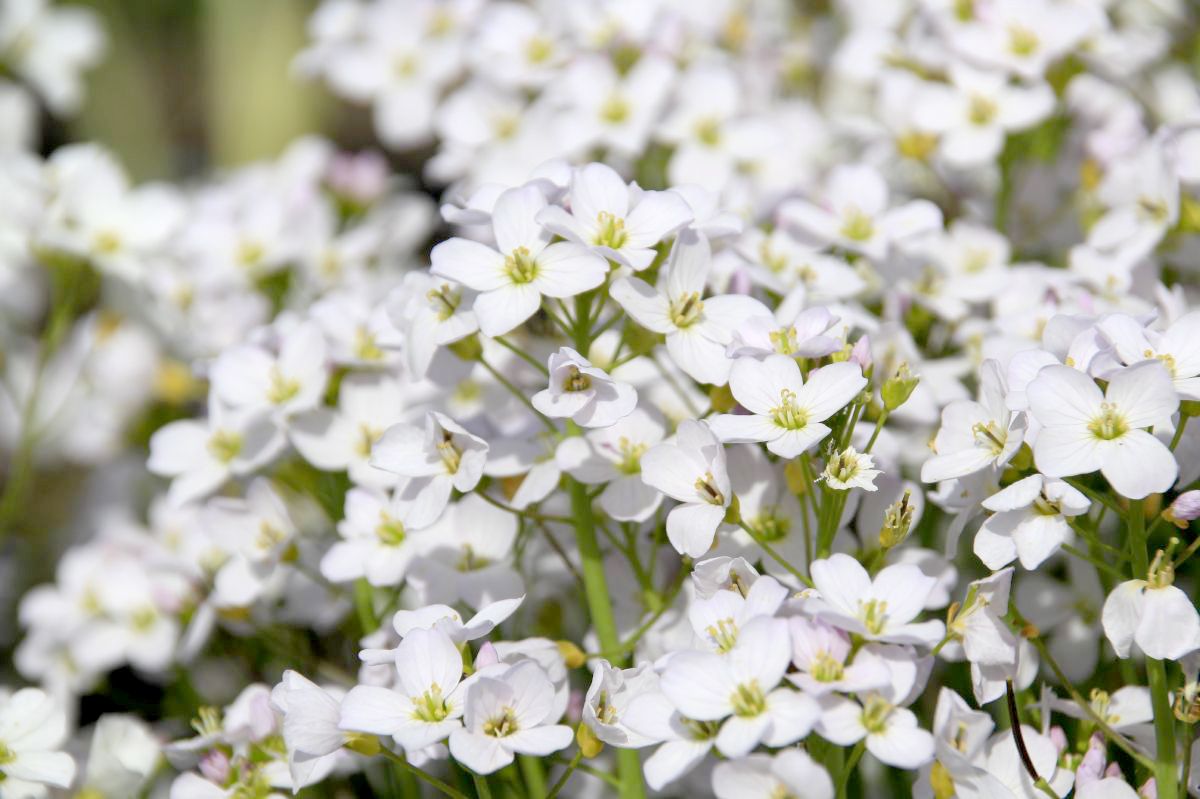 Wiesenschaumkraut, Pfingstblume, Kälberkes Wiesenschaumkraut, Pfingstblume, Kälberkes
