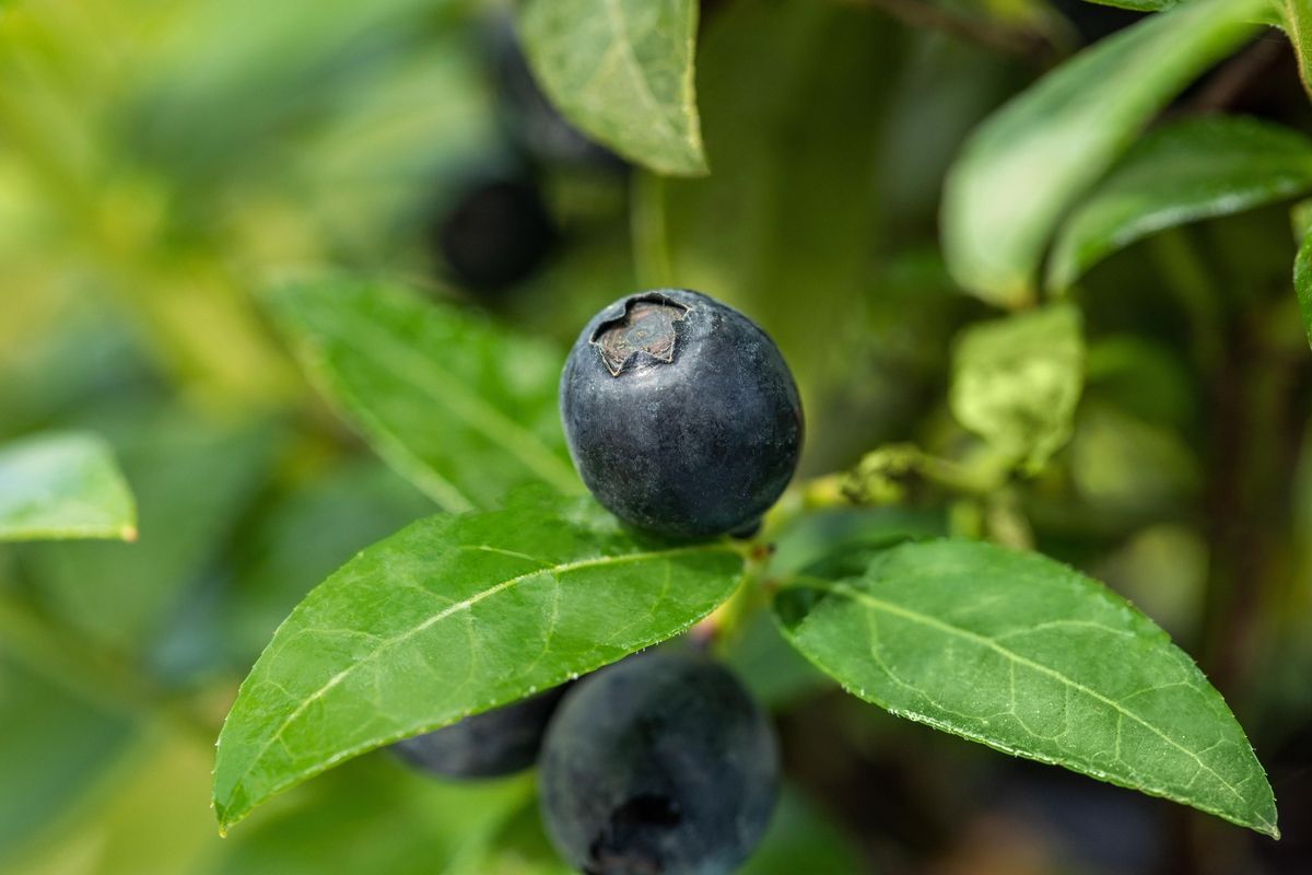 Zwergheidelbeere Berry Bonanza