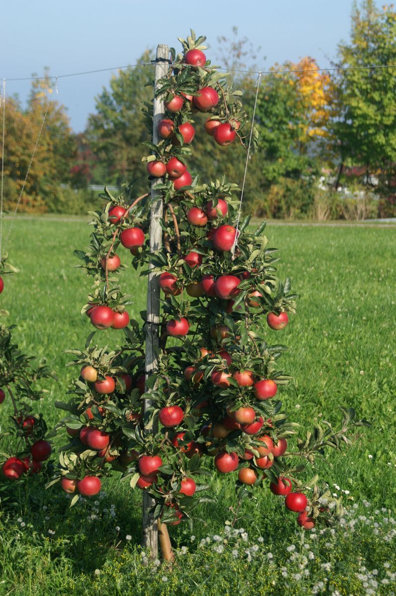 Jonagold Apfel