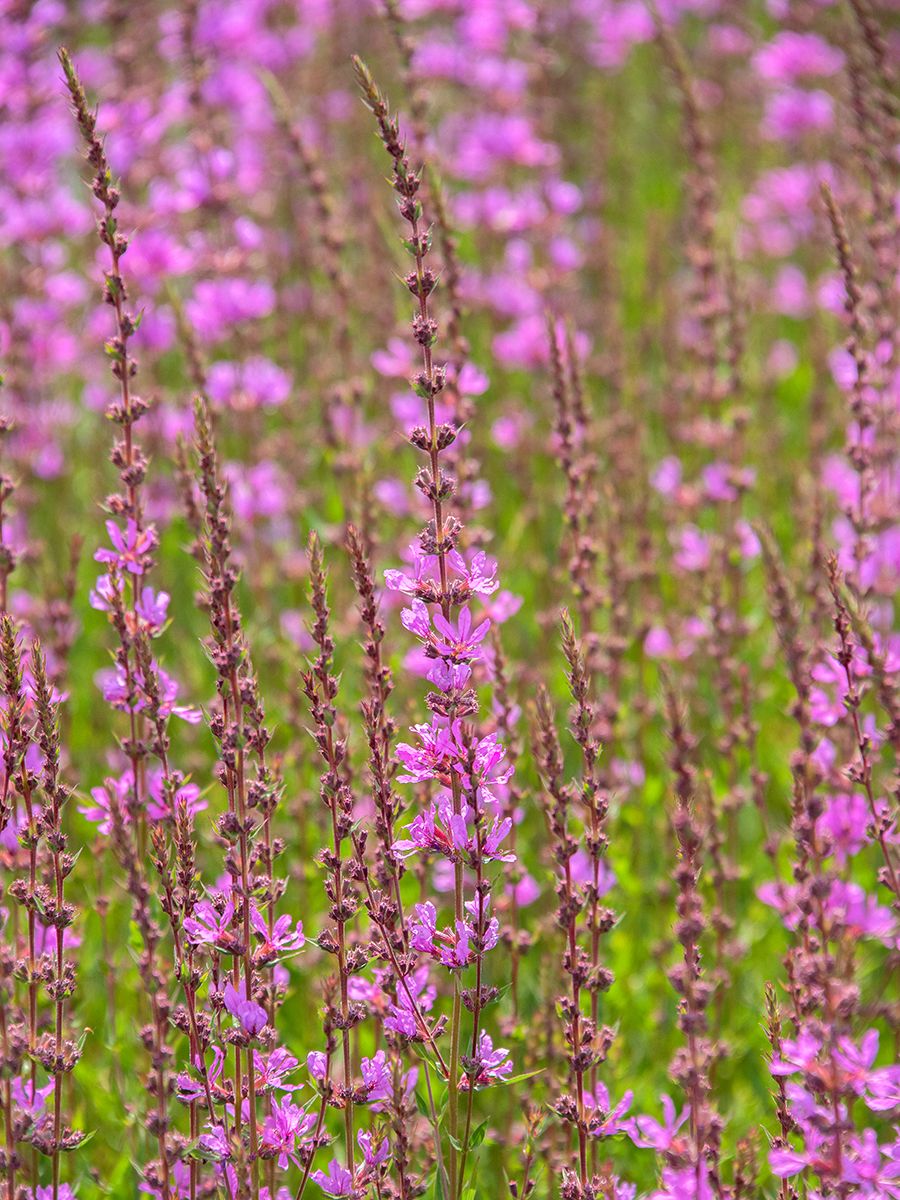Rutenweiderich Dropmore Purple