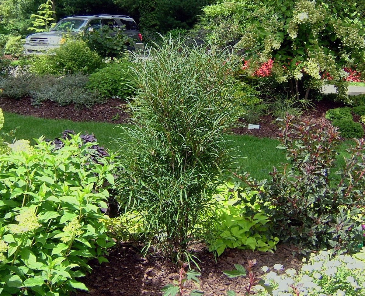 Farnblättriger Säulenfaulbaum Fine Line® Farnblättriger Säulenfaulbaum Fine Line®