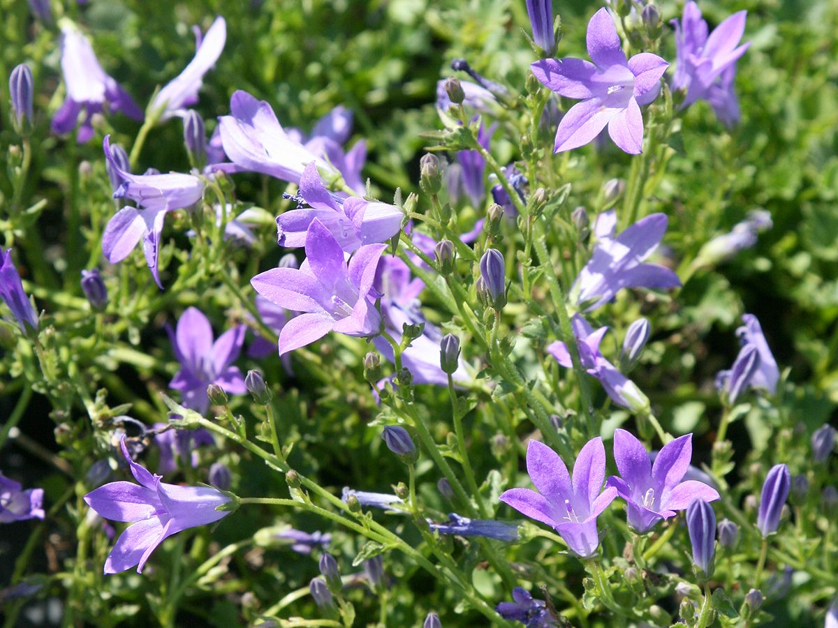 Niedere Glockenblume Birch Hybrid Niedere Glockenblume Birch Hybrid