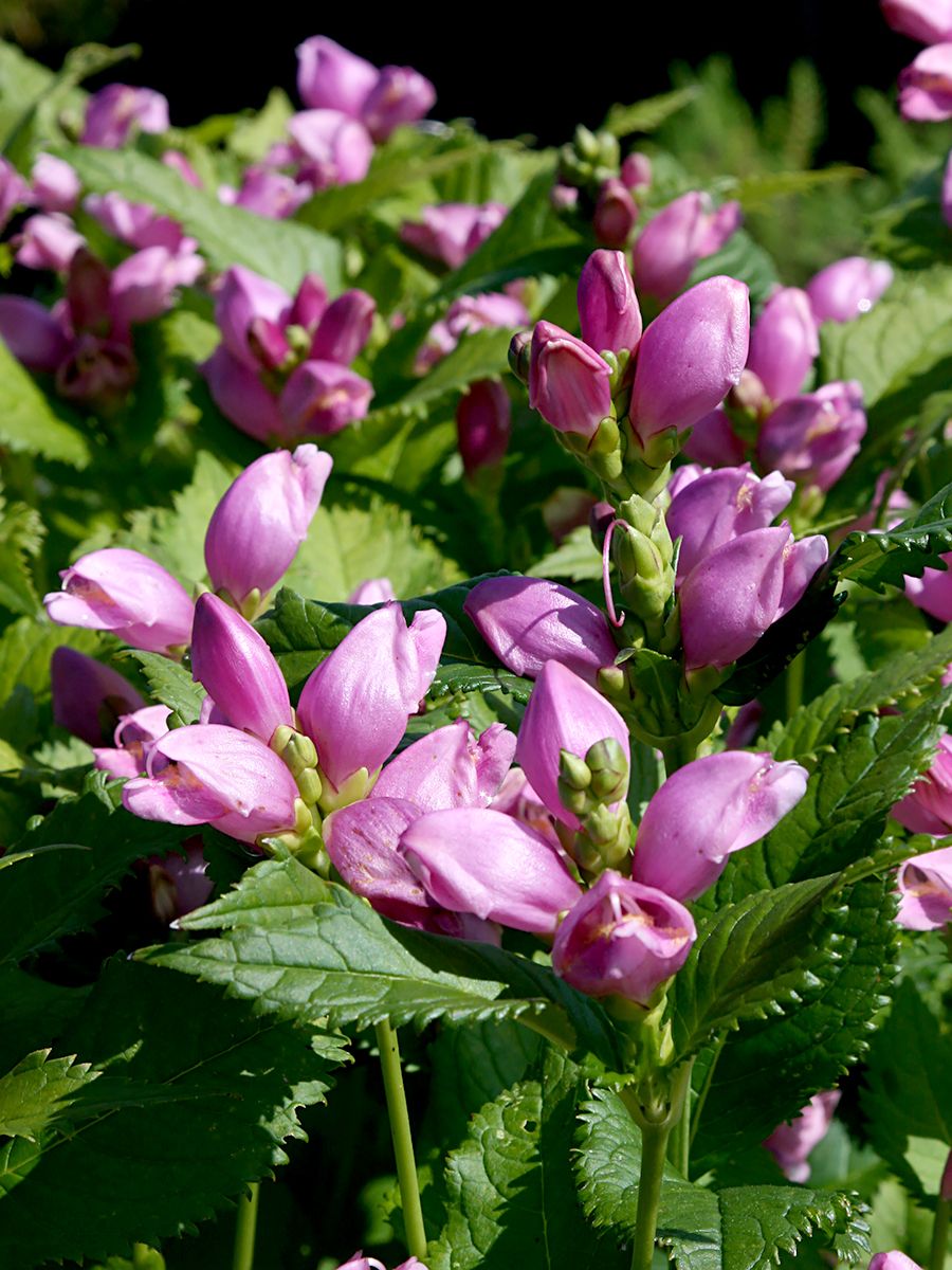Schildblume, Schlangenkopf Schildblume, Schlangenkopf
