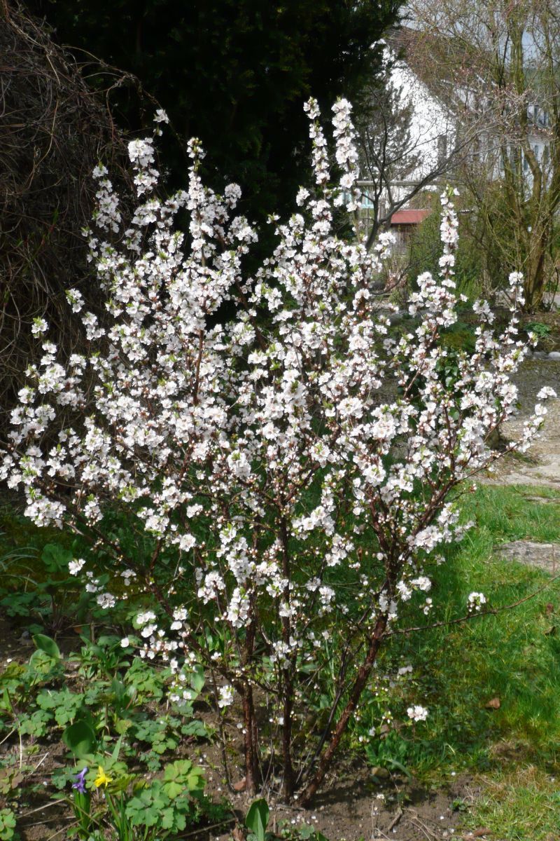 Koreakirsche Koreakirsche