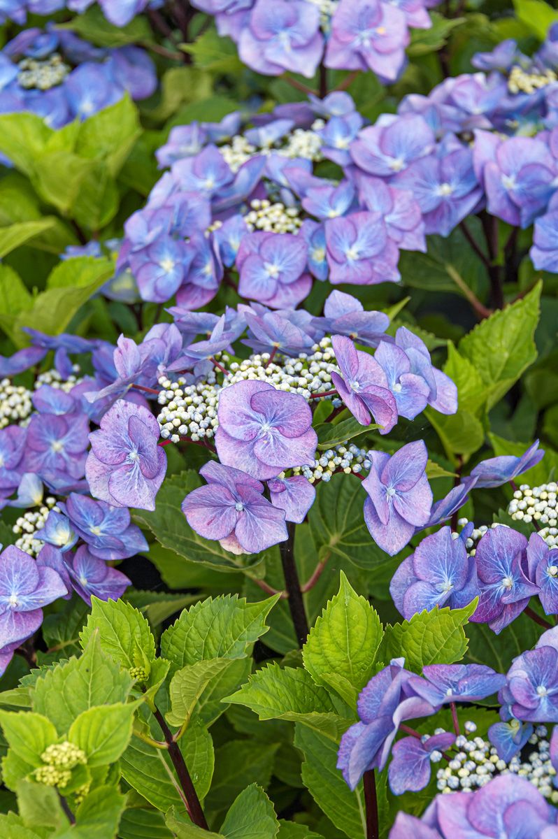 Gartenhortensie Zorro®