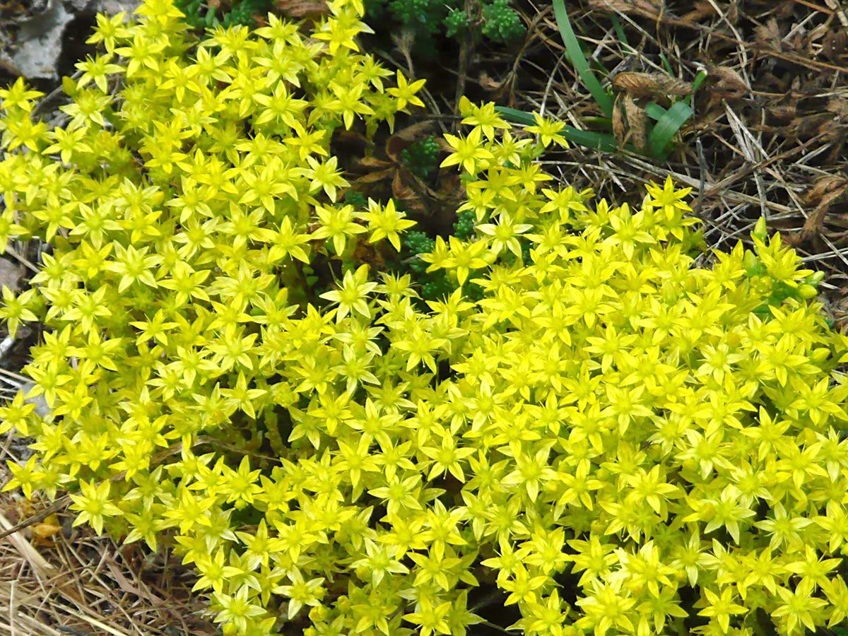 Scharfer Mauerpfeffer, Hühnerzehen