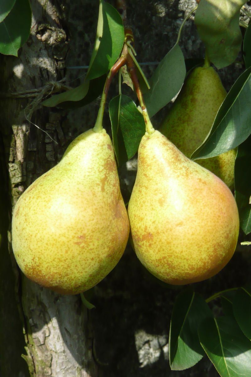 Triumph von Vienne Birne