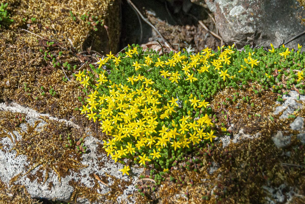 Scharfer Mauerpfeffer, Hühnerzehen