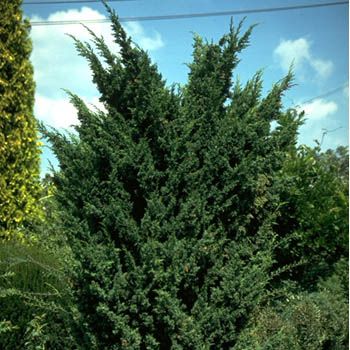 Wacholder Blaauw Wacholder Blaauw