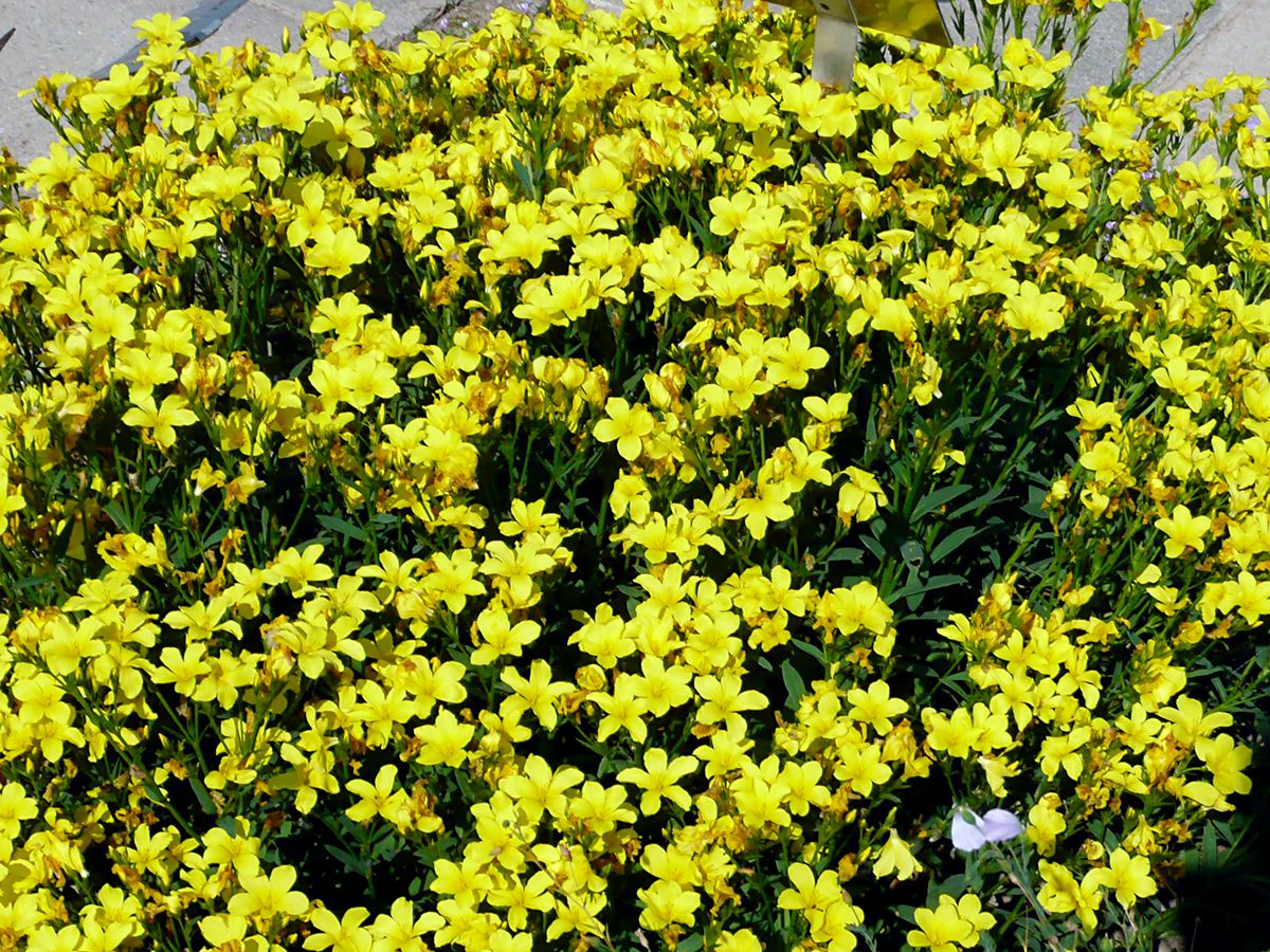 Gelber Lein