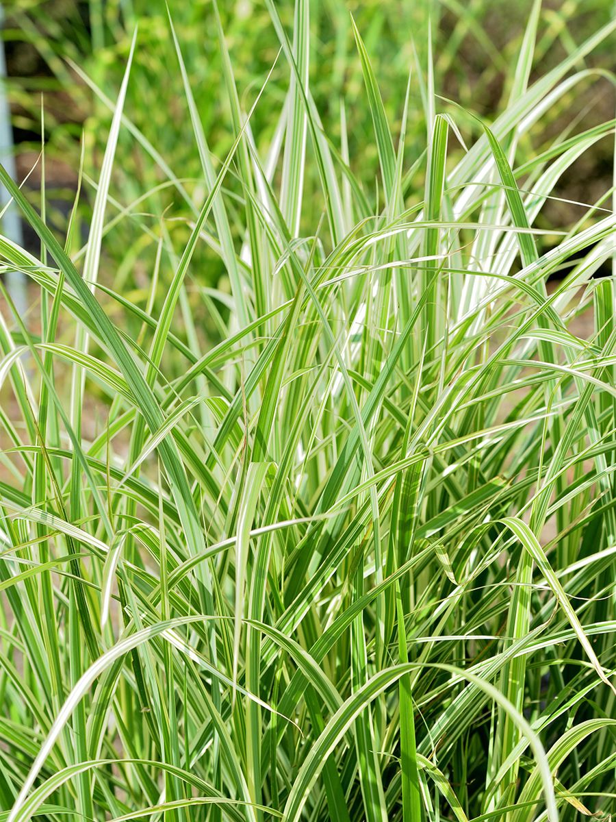 Chinaschilf Variegatus Chinaschilf Variegatus