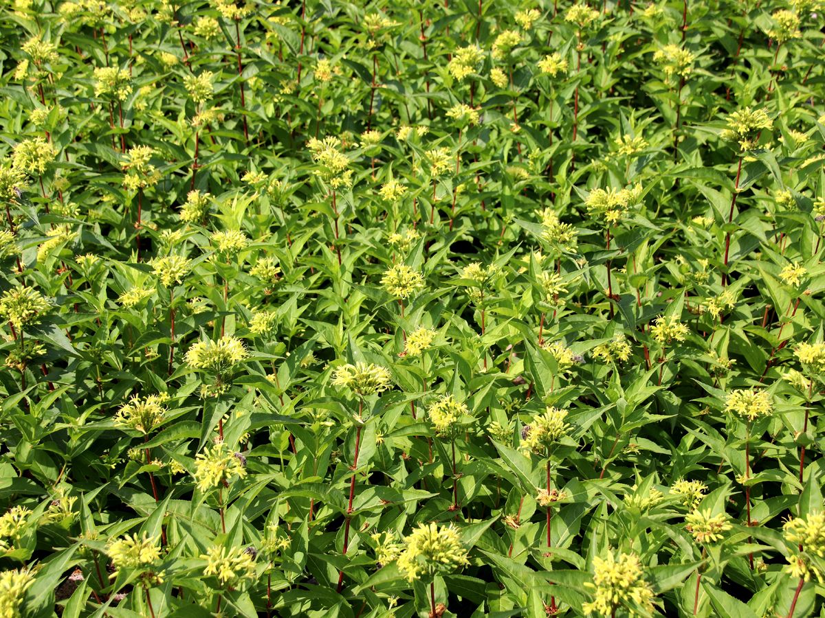 Buschgeissblatt Buschgeissblatt