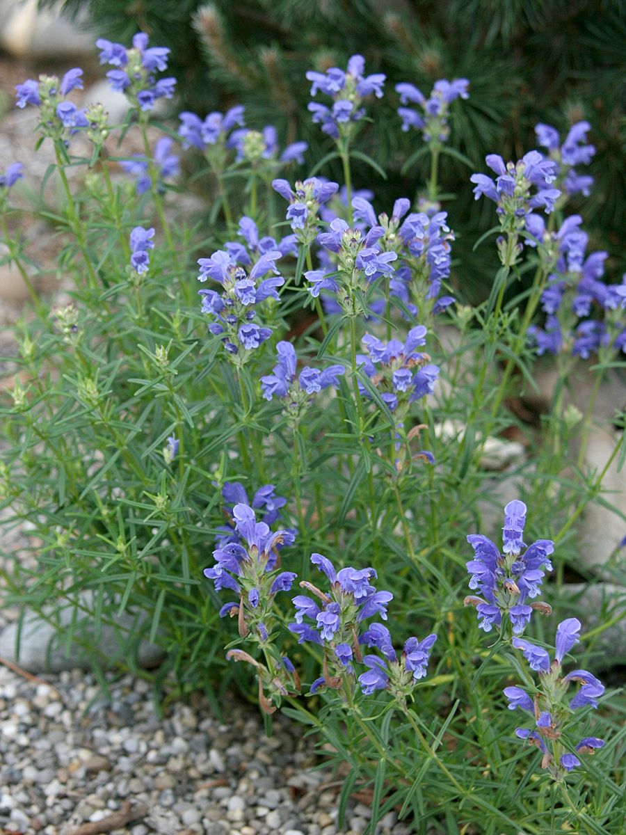 Drachenkopf Drachenkopf