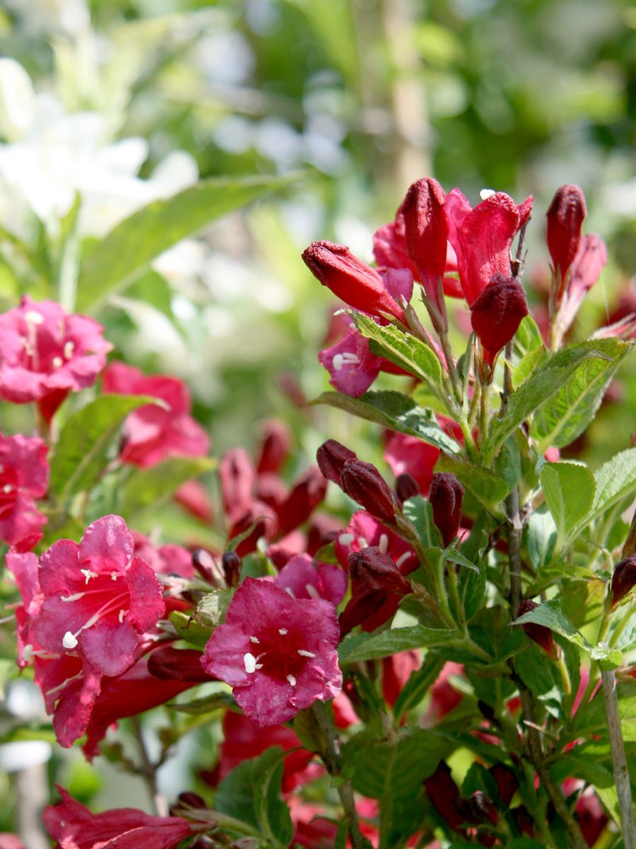 Weigelie Bristol Ruby