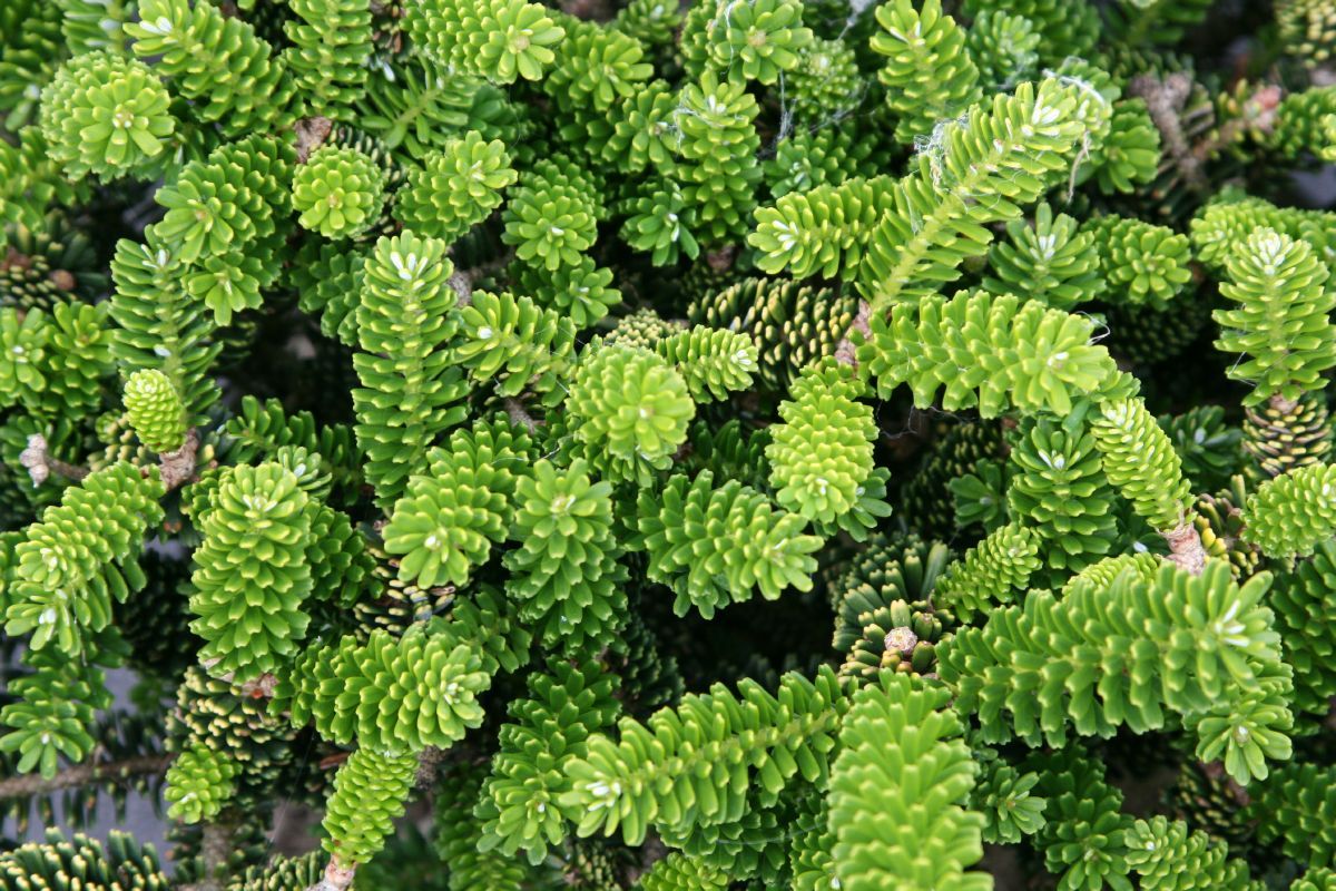 Zwergkoreatanne Oberon Zwergkoreatanne Oberon