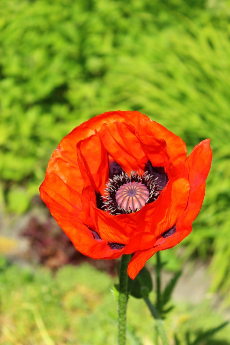 Türkenmohn Allegro