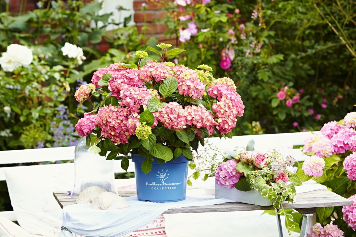 Gartenhortensie BloomStar® Gartenhortensie BloomStar®
