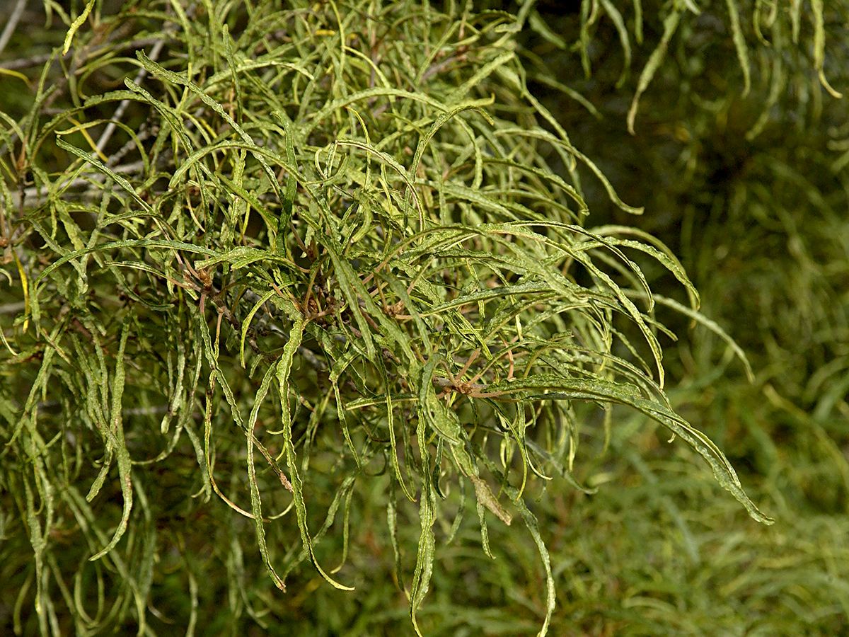 Farnblättriger Faulbaum Aspleniifolia