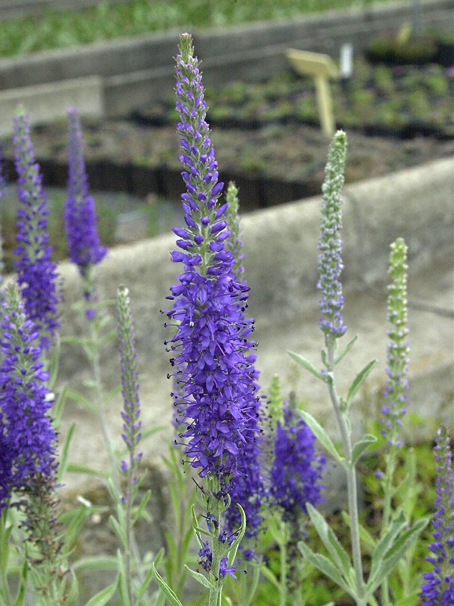 Ähriger Ehrenpreis incana Ähriger Ehrenpreis incana