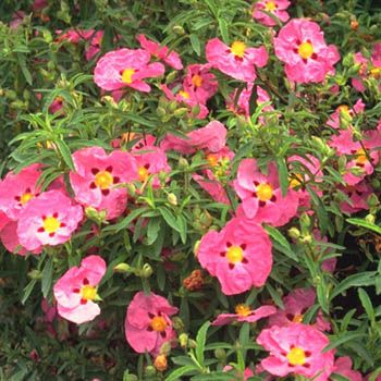 Zistrose