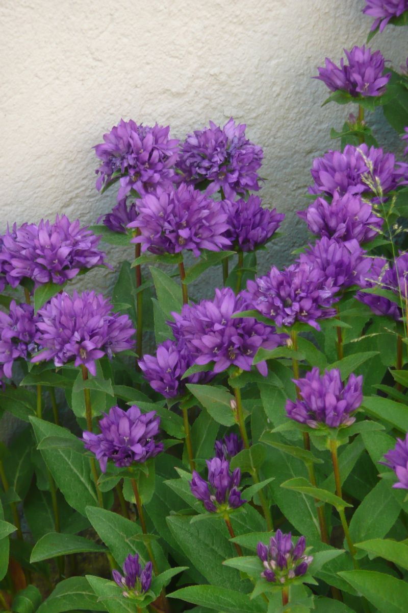 Knäuelglockenblume