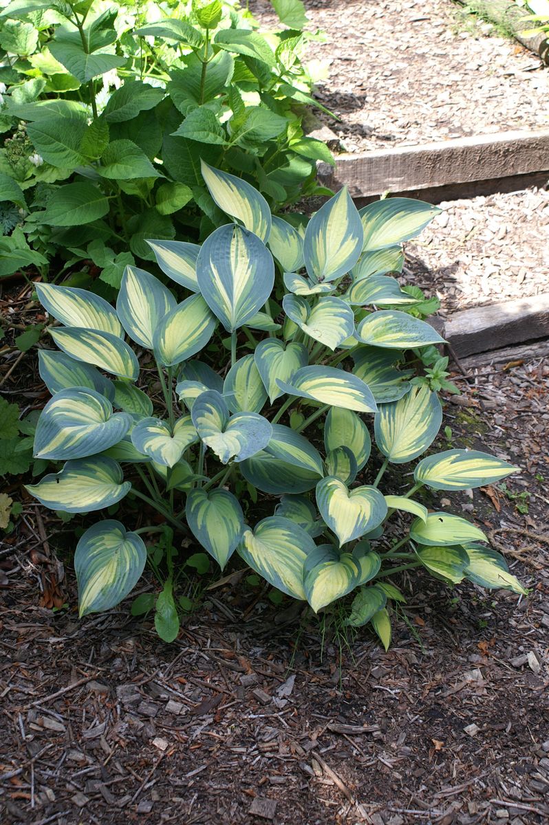 Hosta, Funkie June®