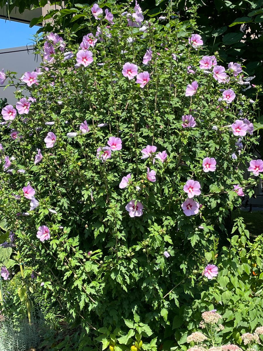 Hibiskus Woodbridge Hibiskus Woodbridge
