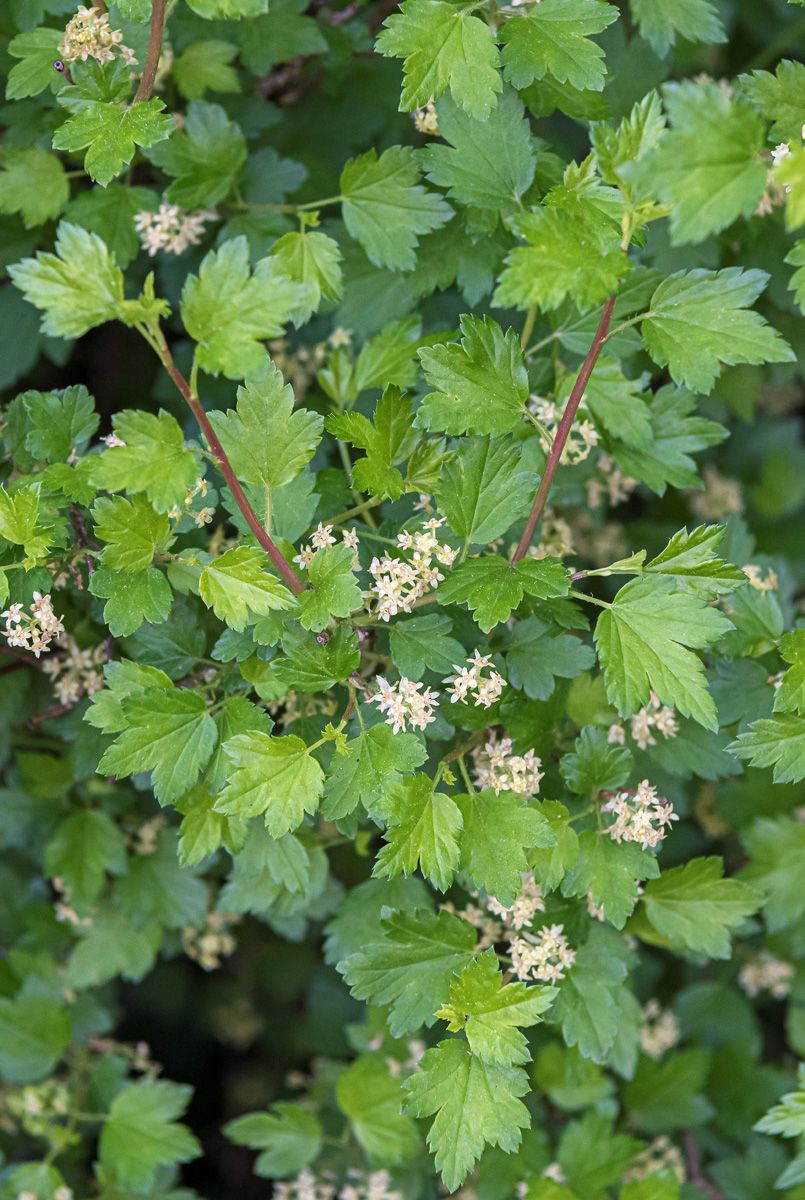 Alpenjohannisbeere