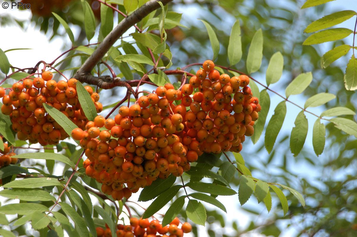Eberesche Edulis