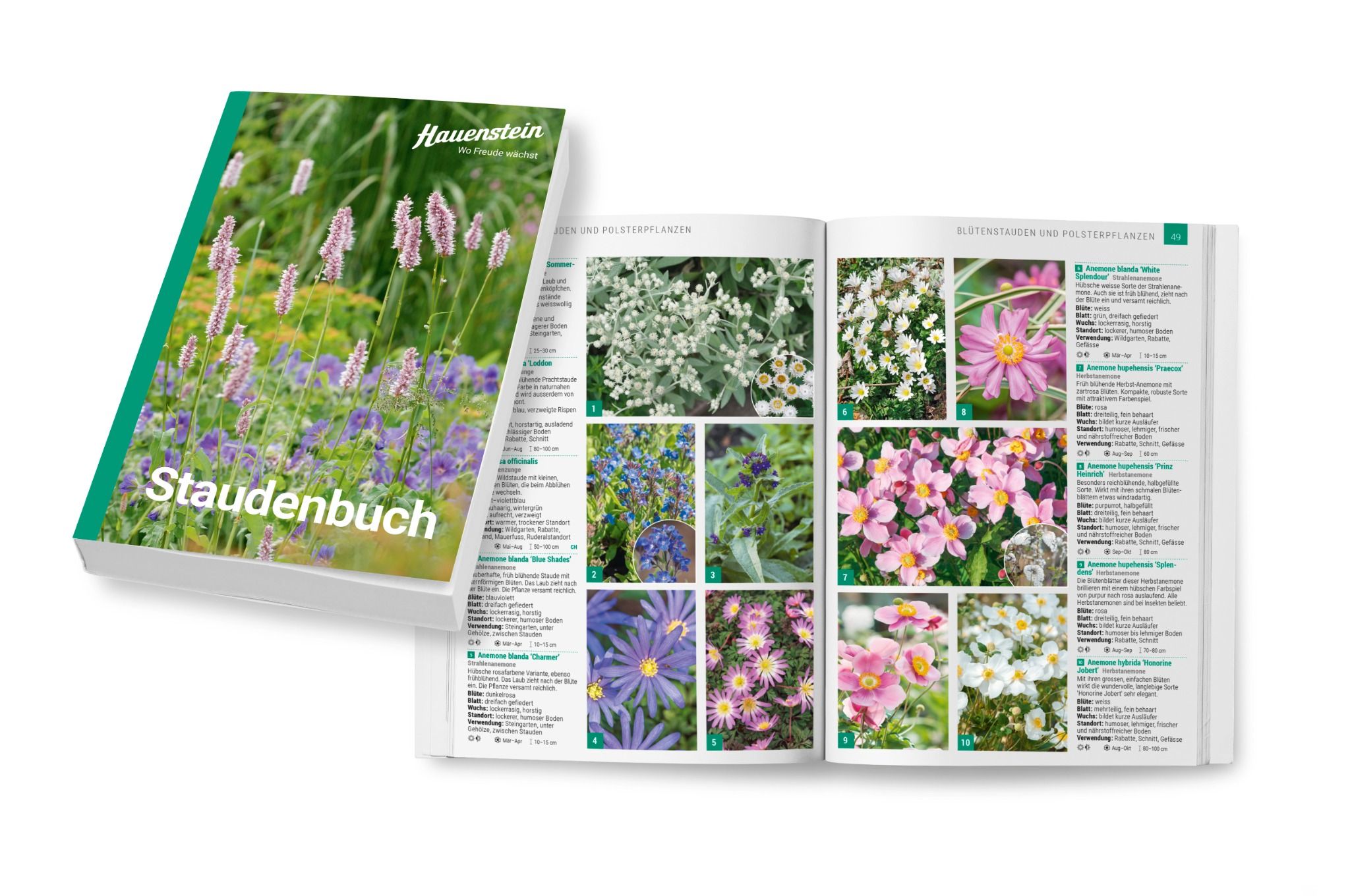 Hauenstein Staudenbuch 2025 Hauenstein Staudenbuch 2025