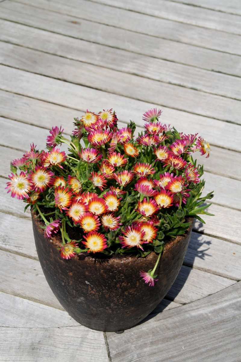 Mittagsblume Jewel of Desert Ruby