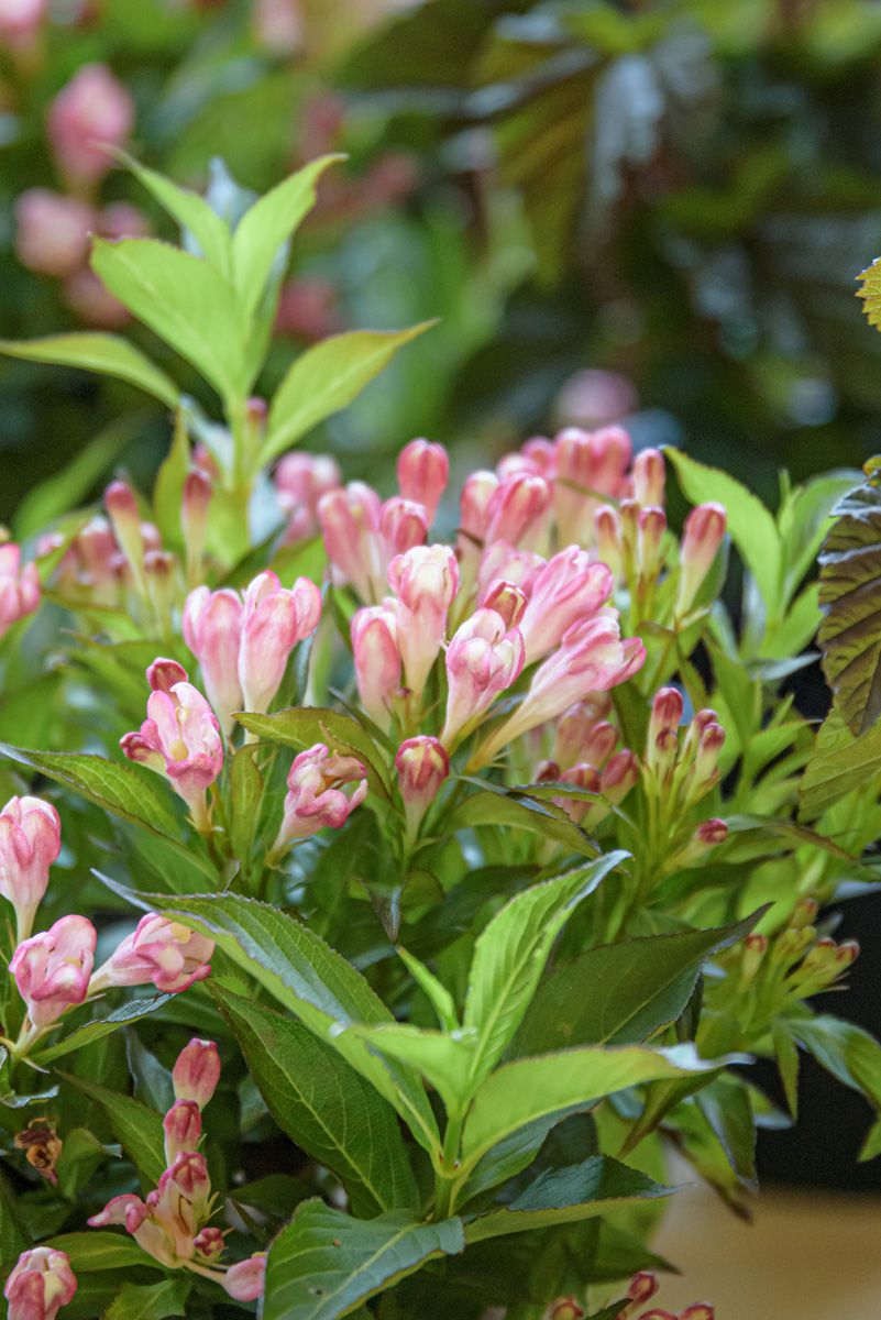 Blütensommer Gefässe