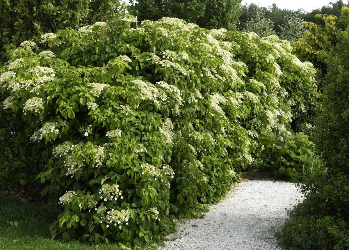 Kletterhortensie Kletterhortensie