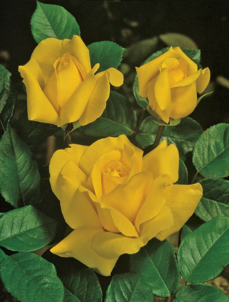 Gina Lollobrigida® Edelrose (Teehybride)