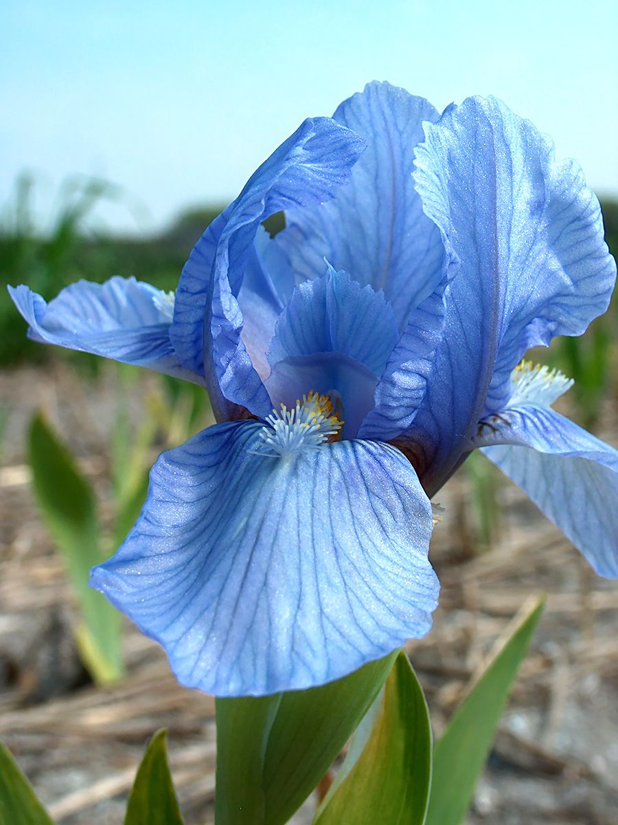 Zwergbartiris, Zwergschwertlilie Blue Denim