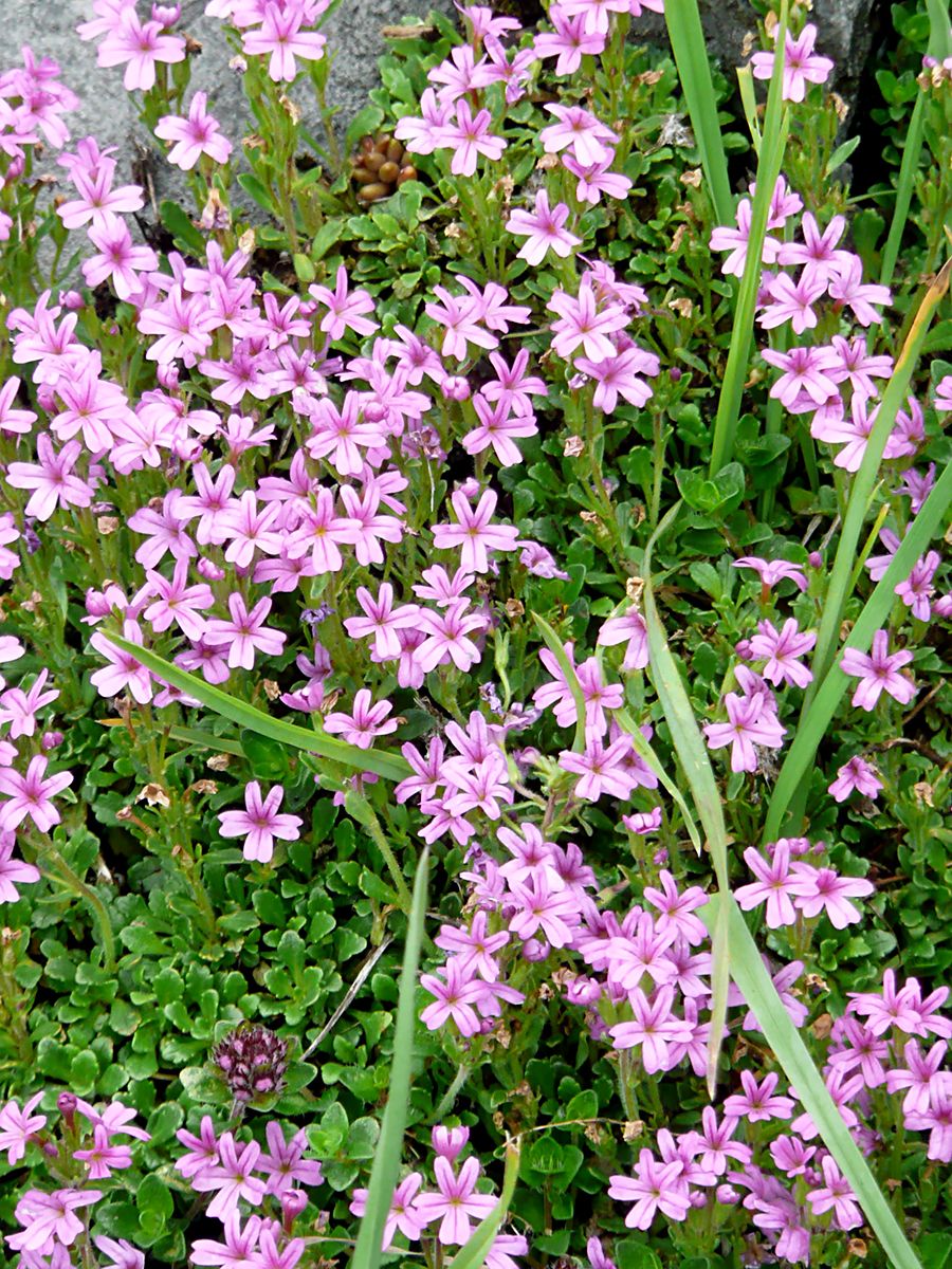 Leberbalsam