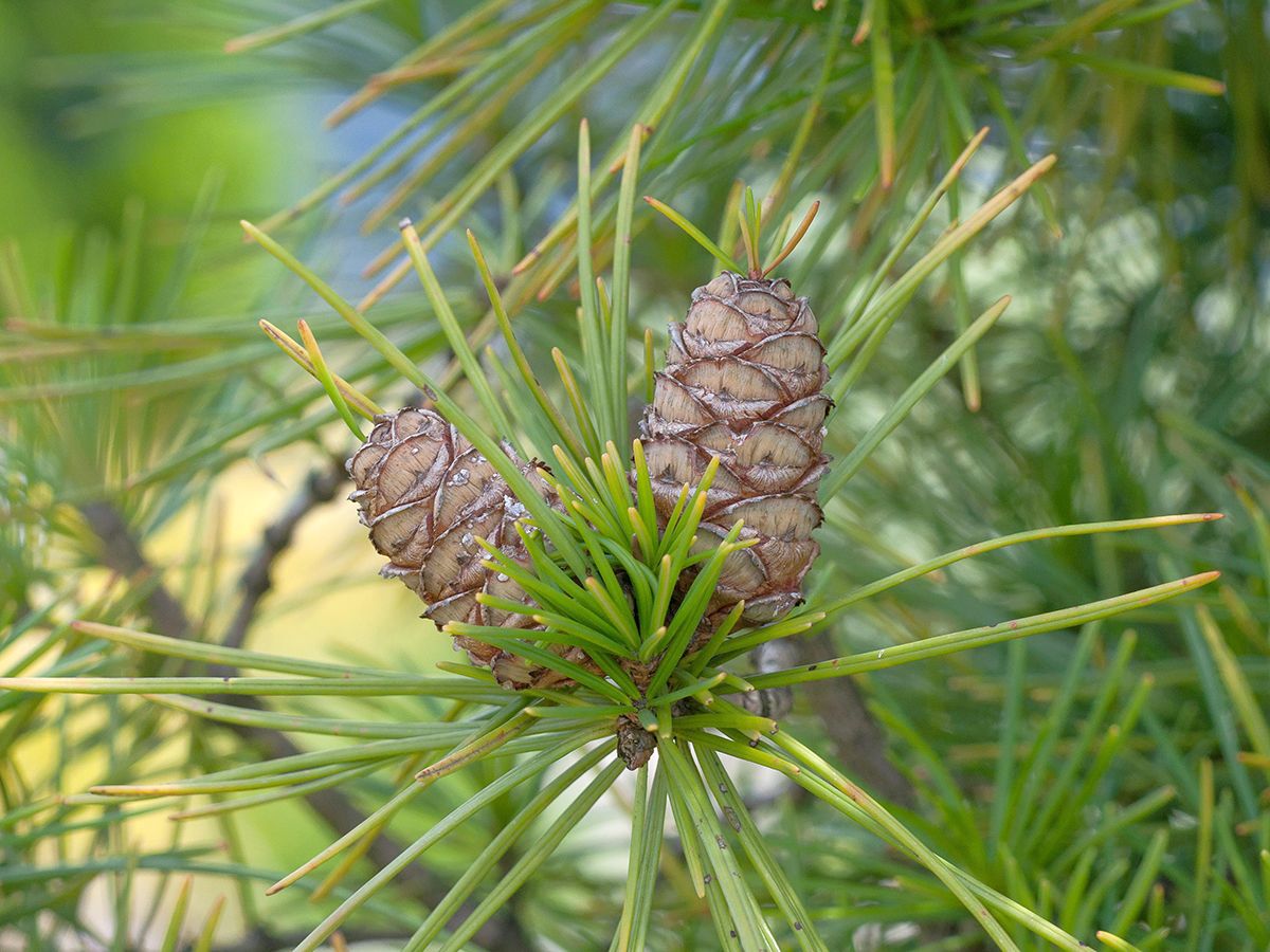 Schirmtanne