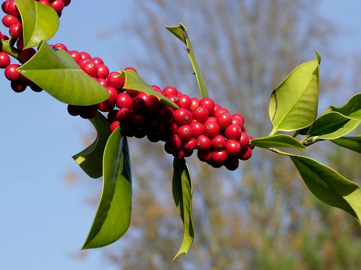 Stechpalme J. C. van Tol, Ilex aquifolium J. C. van Tol | Hauenstein AG