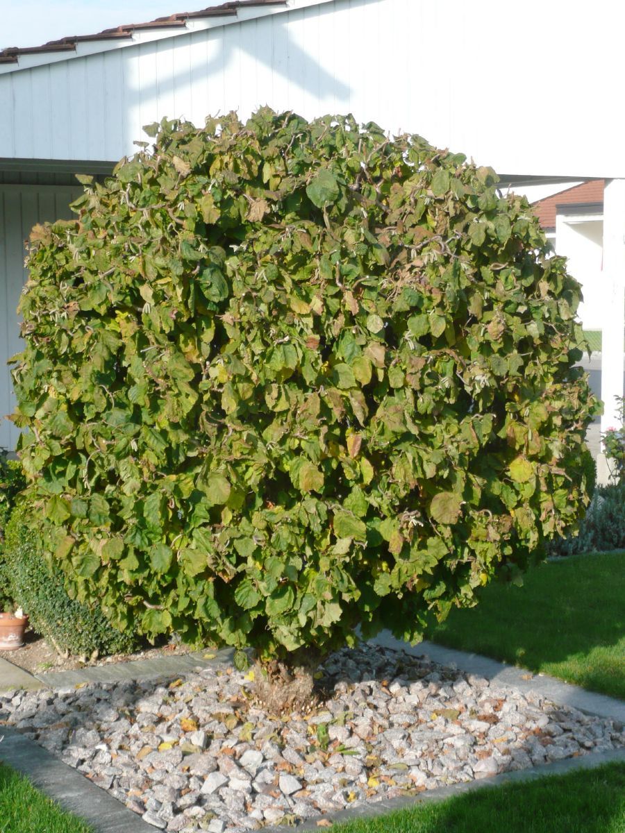 Korkenzieherhasel Contorta Korkenzieherhasel Contorta