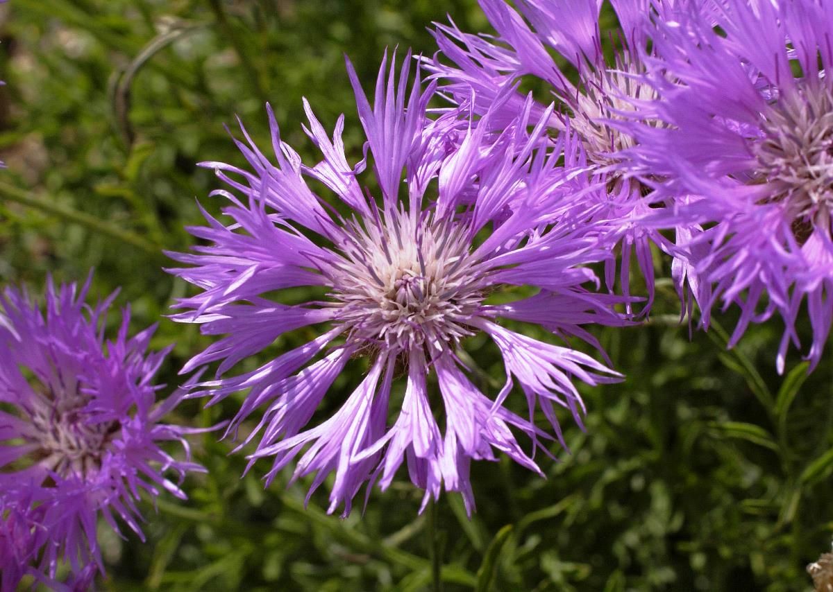 Silberflockenblume Silberflockenblume