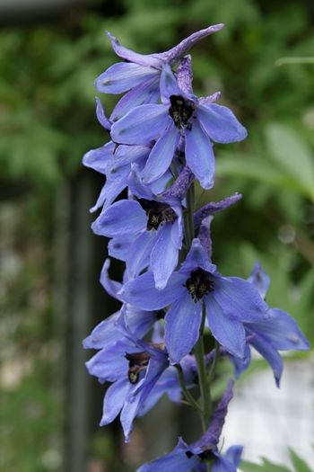 Hoher Rittersporn Hoher Rittersporn