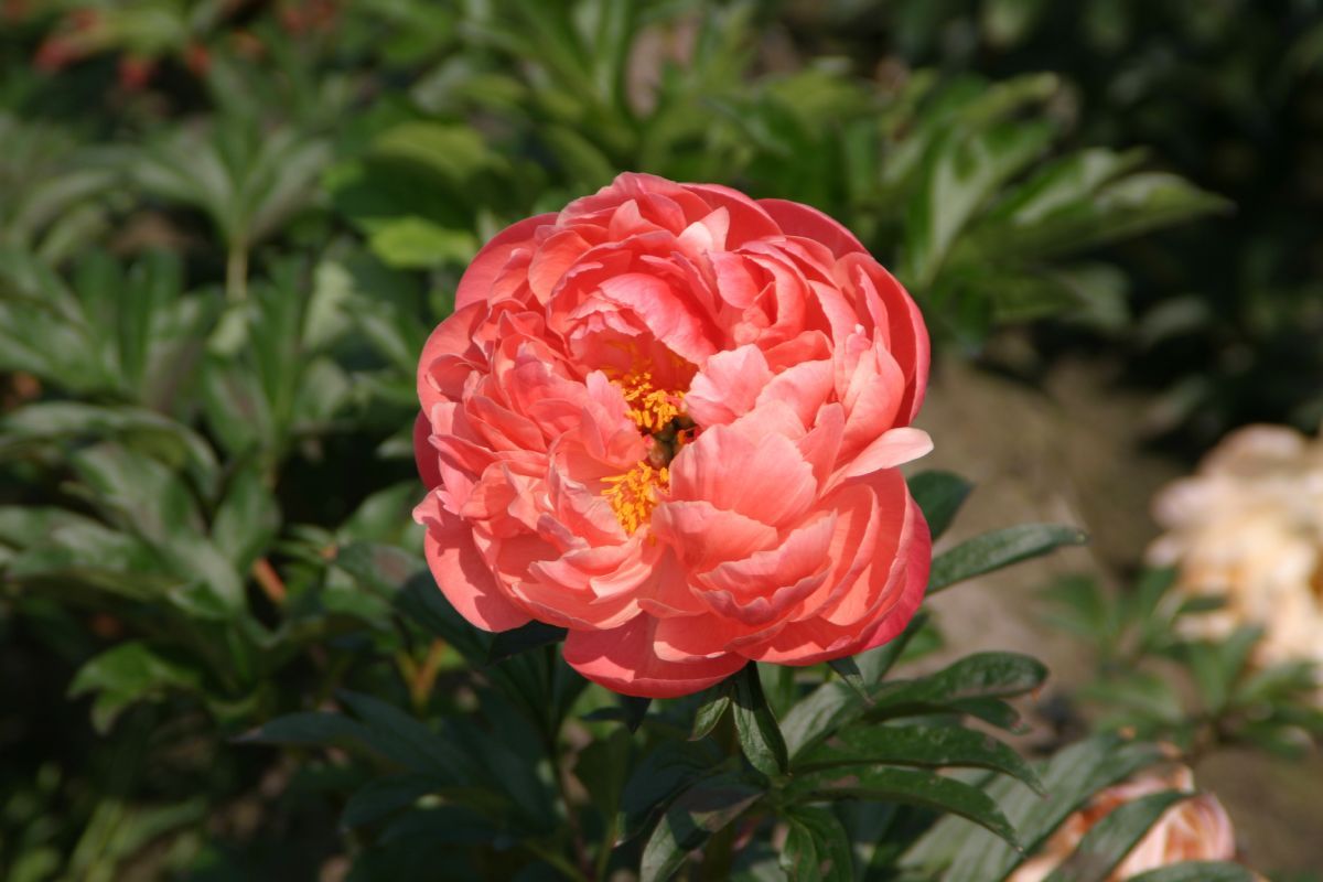 Pfingstrose Pink Hawai Coral