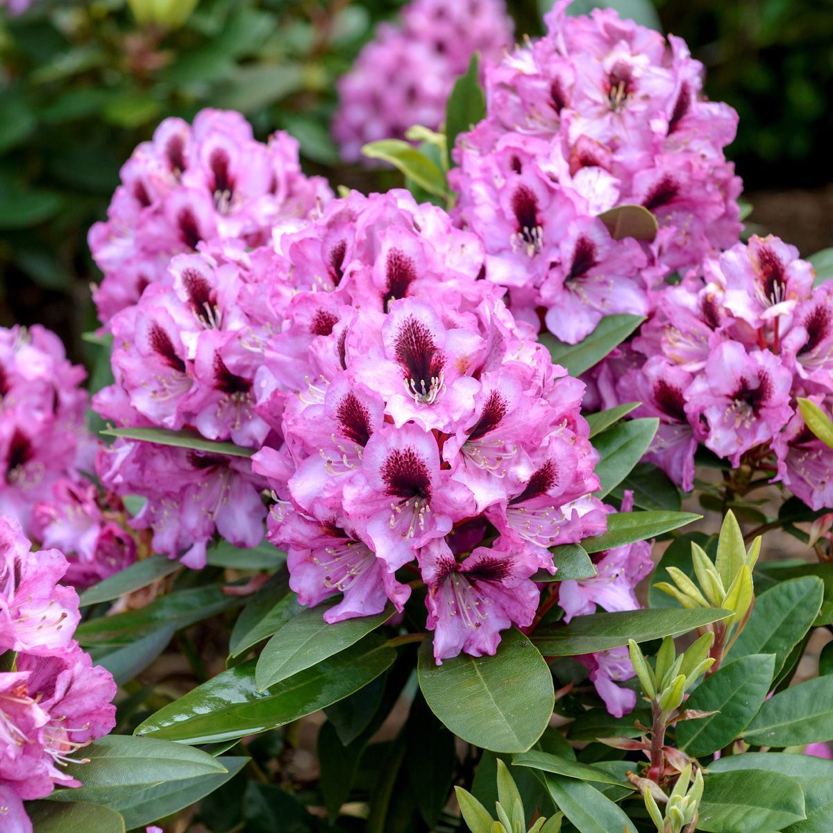 Rhododendron Kokardia®