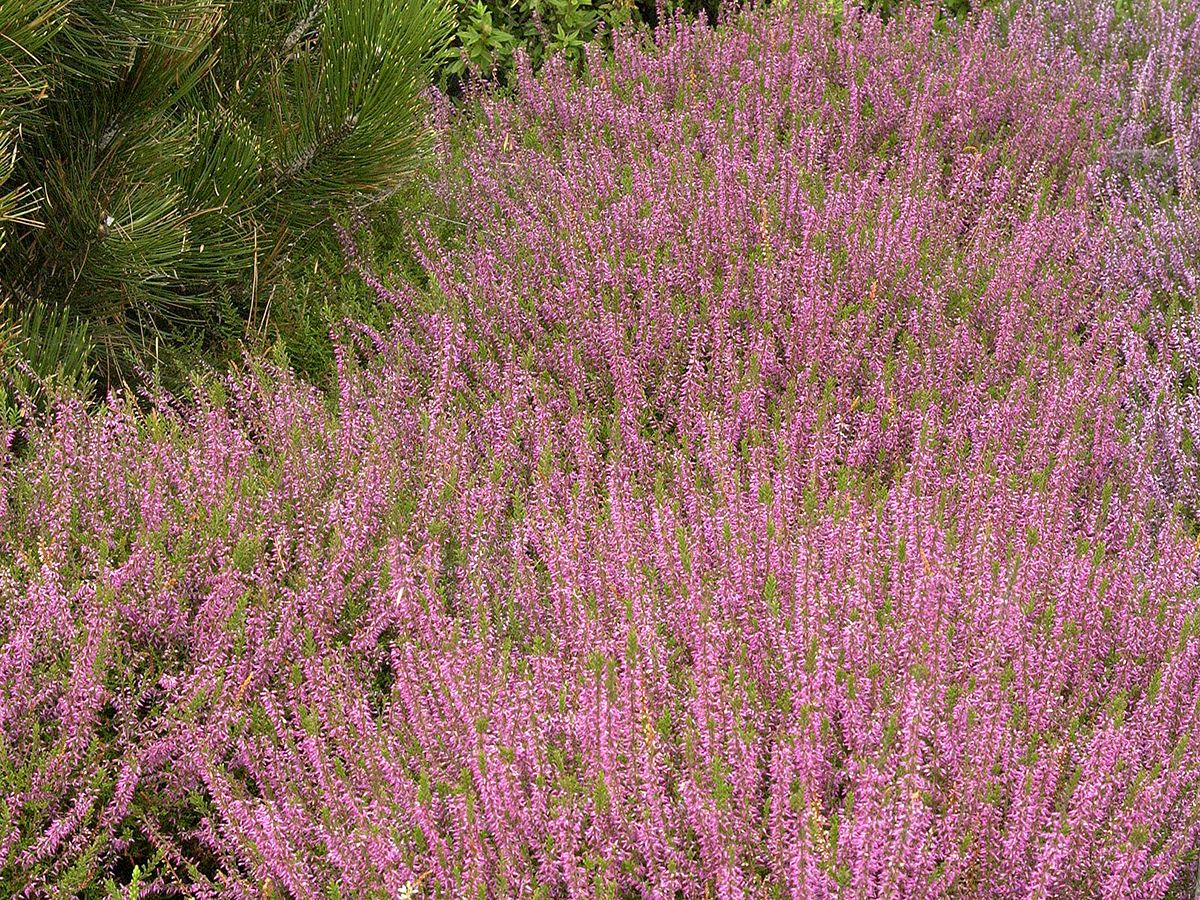 Besenheide Marlies Besenheide Marlies