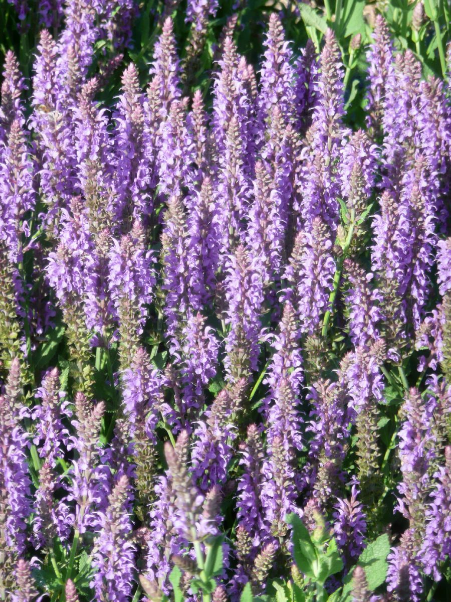 Steppensalbei, Sommersalbei Blauhügel