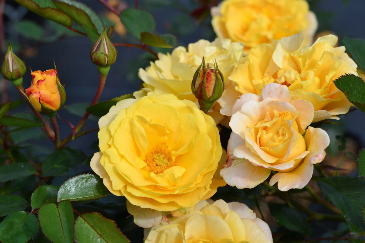 Sonnenglanz® Boden-/Flächendeckende Rose