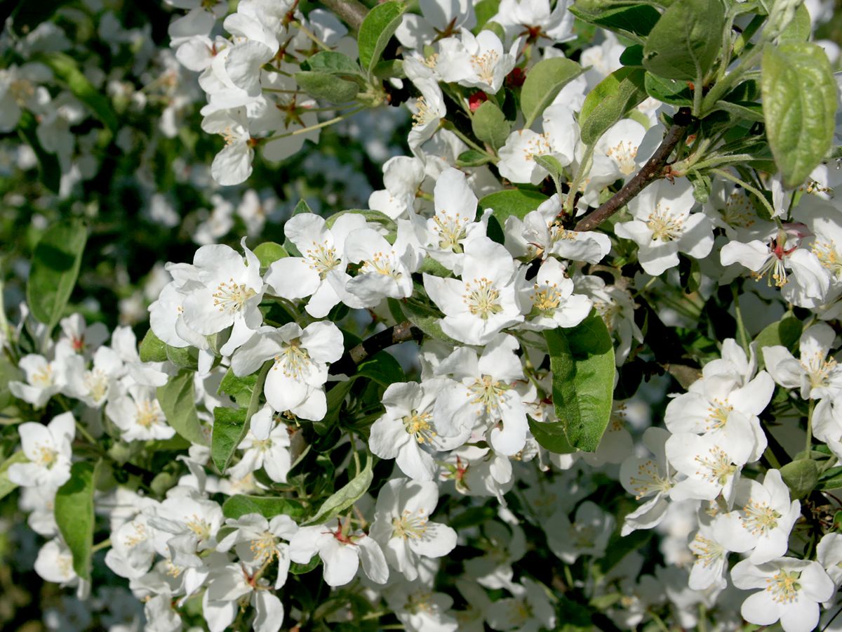 Zierapfel Sargentii Zierapfel Sargentii