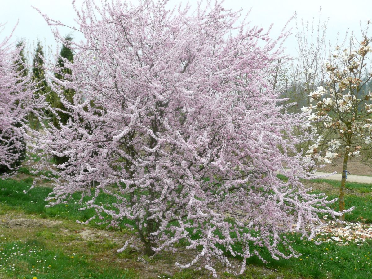 Rotblättriger Schlehdorn Rosea Rotblättriger Schlehdorn Rosea